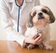 Health & medicine/SERVICII VETERINARE